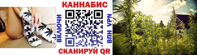где найти   Аргун  Канабис THC 21% 